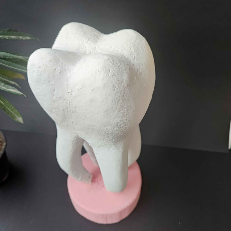 ماکت دندان از نمای بالا